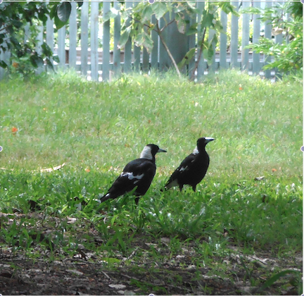 multiple generations of magpies on property